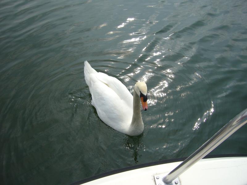 Le cygne